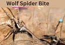 wolf-spider bite