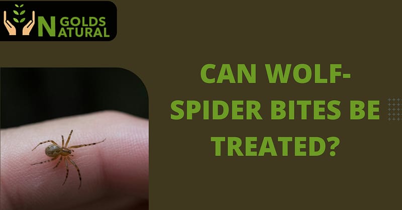 Can wolf-spider bite be treated